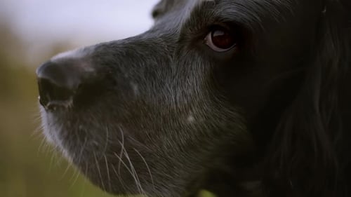 Close Up Of Sad Street Dog