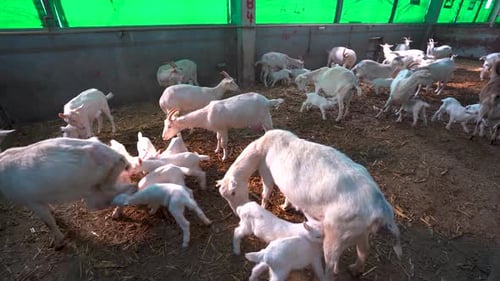 Mother goats and her cubs in industrial farm 4K