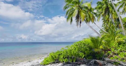 Maldives Tropical Beach with Palms on Island Summer and Tropical Vacation Concept