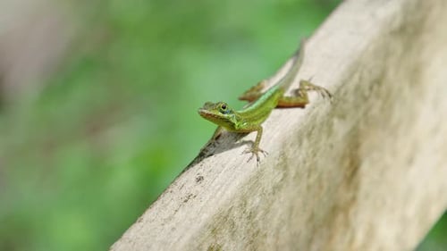 Farbenfrohe Echse, die eine Holzschiene in einer üppigen tropischen Umgebung erkundet