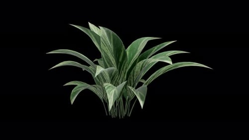 Animated Green Foliage Plant Swaying Seamless Loop