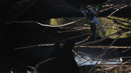 Vertical Video A Gardener Cuts the Branches of a Currant Bush with Secateurs