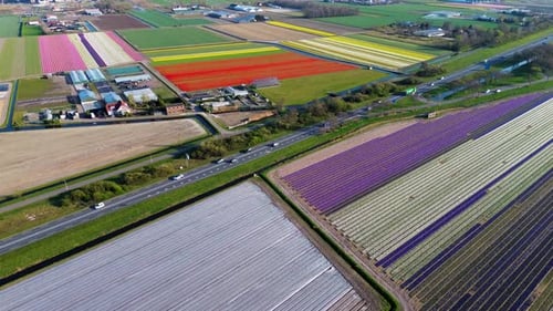 Aerial view of vibrant tulip fields in full bloom, displaying colorful rows of flowers in a rural