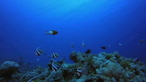 Blue Sea Red Corals Reef
