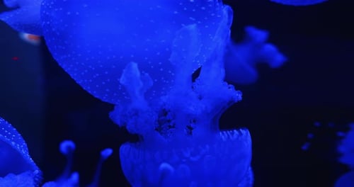 Blue Jellyfish Pulsate in Tranquil Aquarium Environment