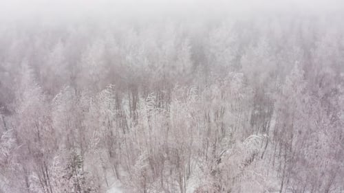 Aerial View of a Winter Snowcovered Pine Forest