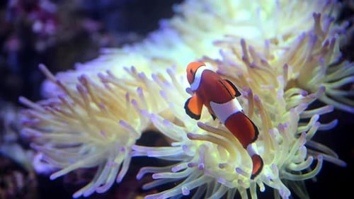 Underwater Scene One Clownfish Swimming in Anemone Coral Reef in Slow Motion Raw Cinematic Footage