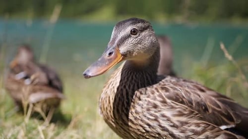 Beautiful wild ducks on the shore of a mountain lake in the Alps