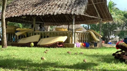 Tropical Resort Beach Loungers on Grassy Lawn