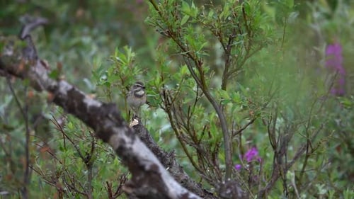 Bluethroat Songbird on Birch tree Branch