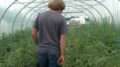 Plants in greenhouse. Farmer looking to there plant tied with rope. Row of green plants in greenhous
