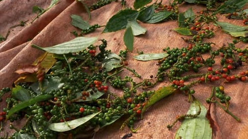 Fresh Harvest Peppercorns Drying in the Daytime Sun