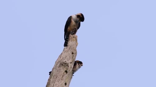 Birds of Prey Perched on Tree