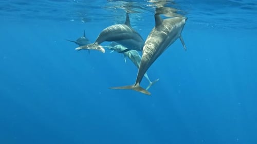 Dolphins Swimming Underwater in the Ocean