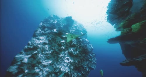 Swimmers Discover a Coral Reef As a Manta Ray Glides By