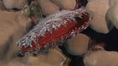 Red Shell aus nächster Nähe am Korallenriff im Roten Meer