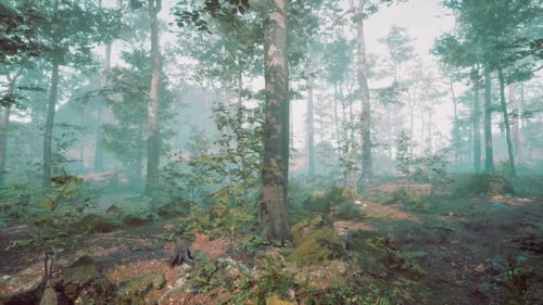 Beautiful Sunny Silhouetted Forest with Sunbeams Through Fog