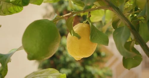 Closeup of a Lemons Hanging on a Tree Branch in Bright Daylight