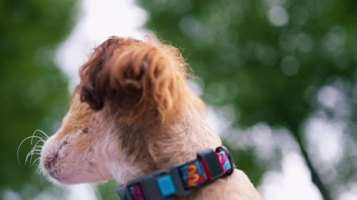 small funny cute dog with owner on a walk in the park girl pet outdoors happy friendship lies