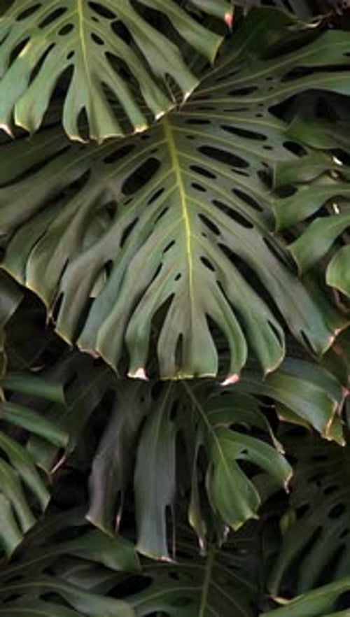 Monstera, feuilles, mouvement, nature, fond vert