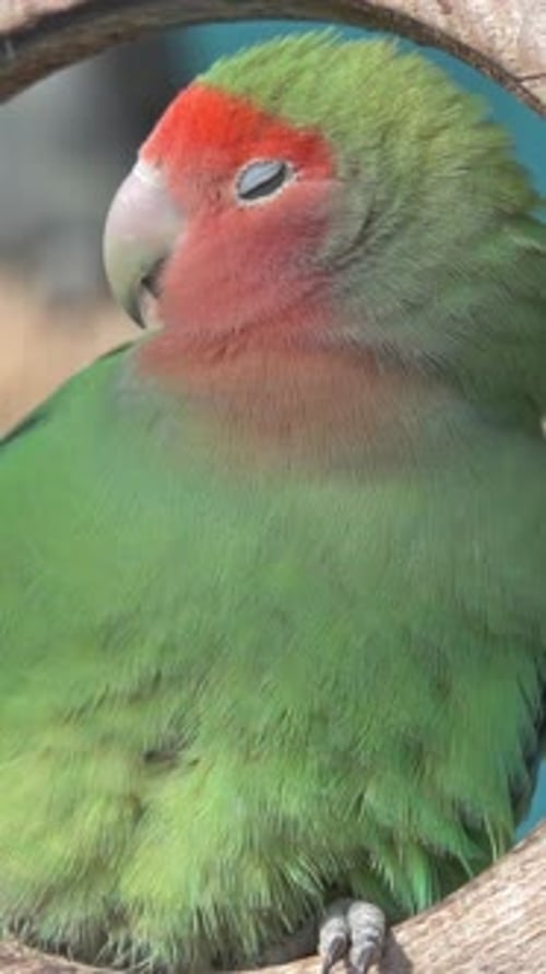 Nyasa Lovebird Green Exotic Parrot Bird on Stand