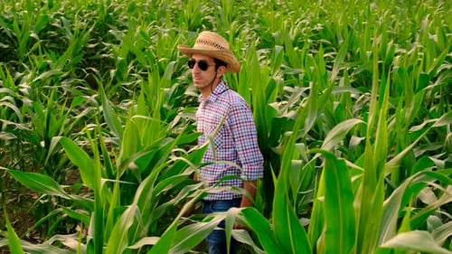 Farmer in a Corn Field Selective Focus