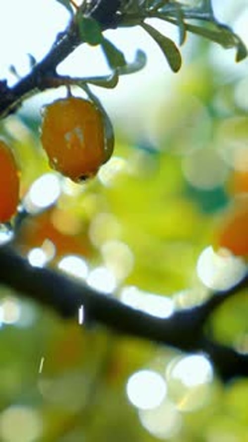Closeup of Vibrant Yellow Berries Hanging From a Branch with Blurred Green Foliage Background