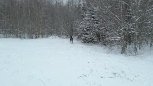 arktischer Elch rennt und versteckt sich im Wald