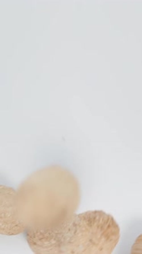Vertical video. Peanuts in the Shell Fall onto a White Background. Top View, Slow Motion.