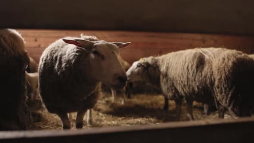 Standing Sheep Peaceful Animals Farm Atmosphere