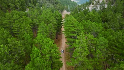 Aerial Video of Pine Trees Growing in Mountain Forest