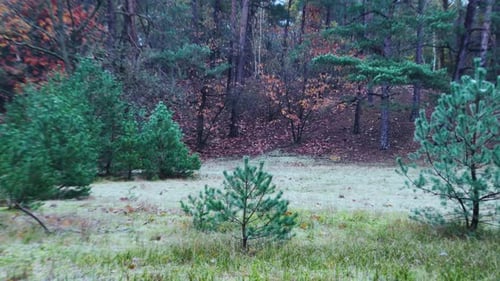 Baby Christmas Pine Tree in Forest. Static Shot