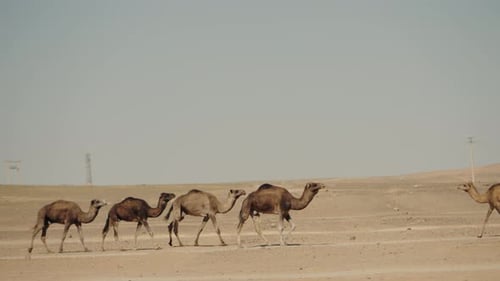 Camels Walking in the Moroccan Desert A Serene Landscape