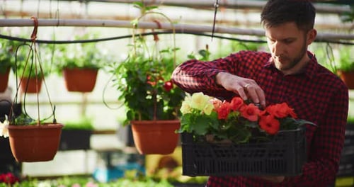 Man Arranging Begonias in Sunny Greenhouse