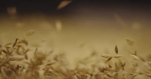 Falling Wheat Seeds in Close Up Shot