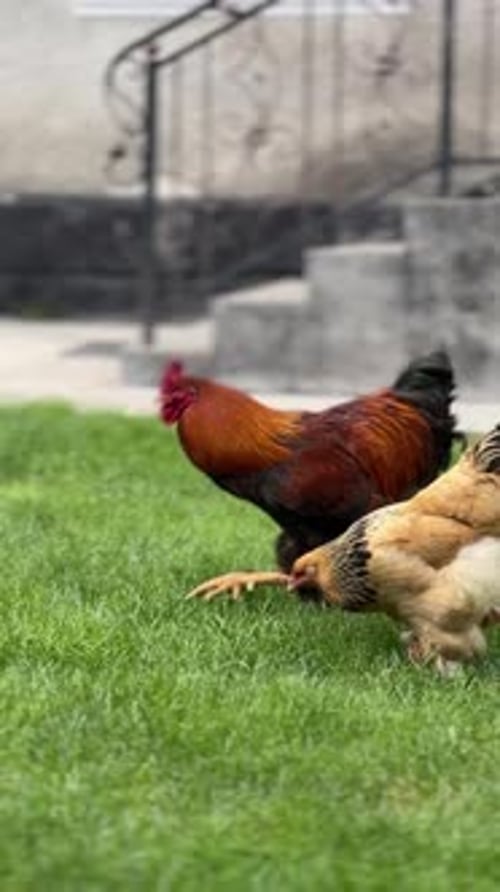 Colorful and Vibrant Farm Chickens Gracefully Roaming in the Lush Green Grass of the Pasture