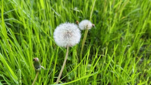 Dandelion in spring against a green background