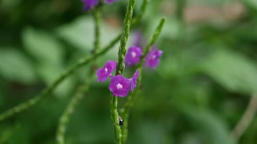 The text describes a close-up view of purple flowers