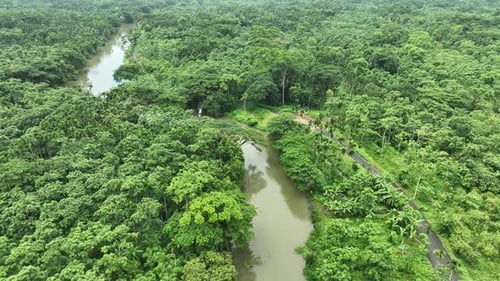 Vue aérienne du jardin de goyaves à Swarupkathi, Pirojpur, Bangladesh.