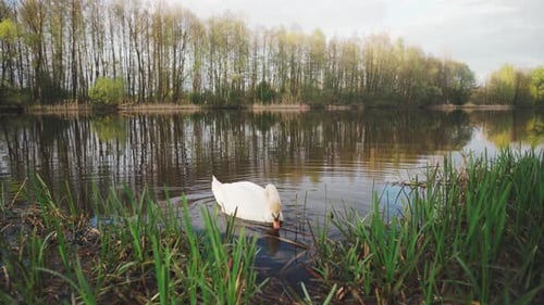 Swan Swims in the River Lake in Early Spring The Bird is Looking for a Place to Build a Nest Hatch