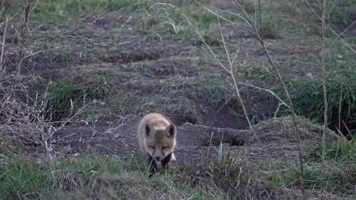 Single Red Fox kit wandering outside of its den