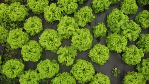 Aerial View of Leafy Lettuce Growing in Field