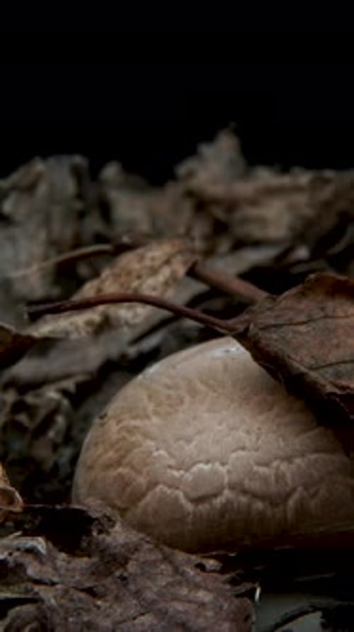 Time Lapse of Mushrooms Growing
