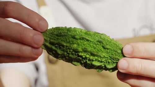 Momordica Charantia Fruit Bitter Melon in the Hands of Chef Close Up Macro