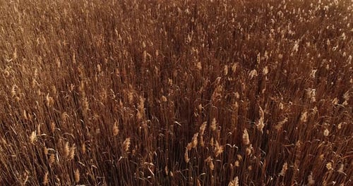 Autumn Harvest Aerial Flyover Field Dried Plants Moving