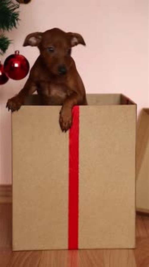 Puppy Peeks out of Christmas Gift Box