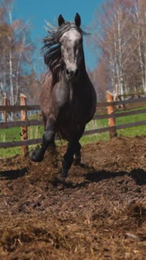 Brown and Grey Horses Run Along Paddock with Wet Ground