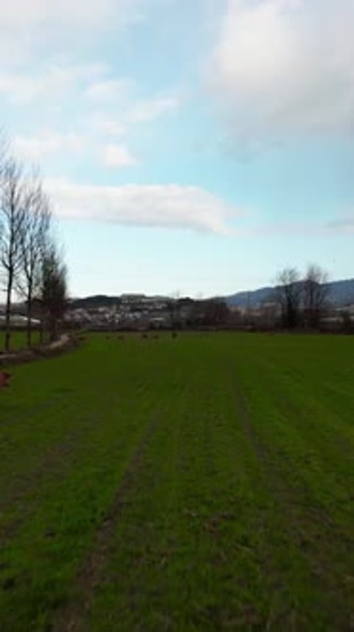 Vertikales Video von Kühen, die auf Ackerland laufen Drohnenaufnahme