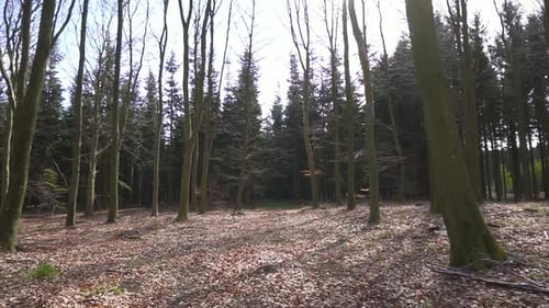 Walking forwards through a forest with lots of leaves on the forest floor in the spring.