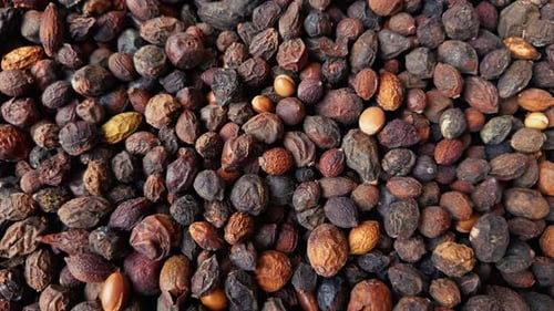Collected Argan Oil Nuts Inside A Basket